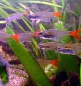 Glass Bloodfin Tetra - Freshwater