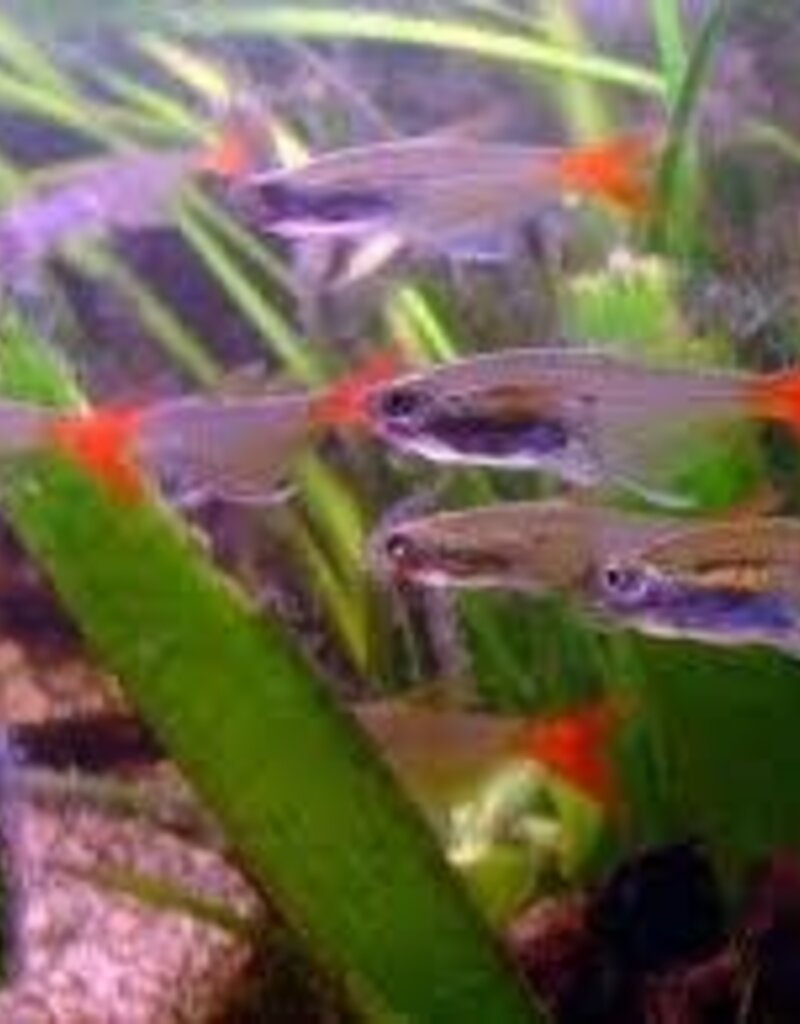 Glass Bloodfin Tetra - Freshwater