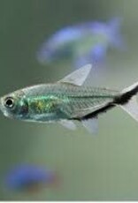 Costa's Tetra - Freshwater