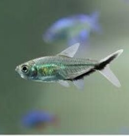 Costa's Tetra - Freshwater