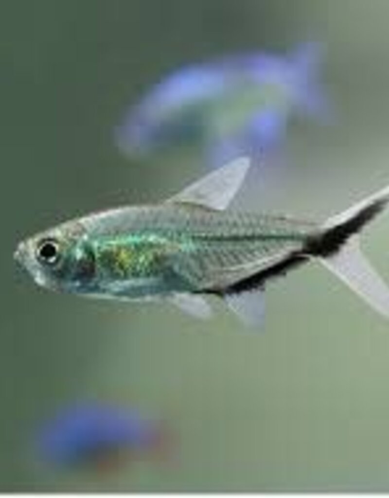 Costa's Tetra - Freshwater