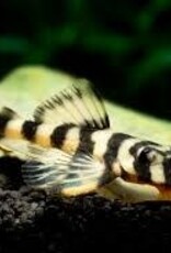 Butterfly Pleco (L52) - Freshwater