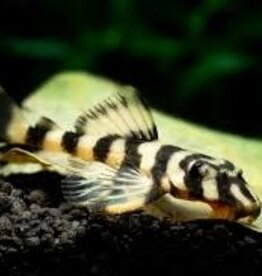 Butterfly Pleco (L52) - Freshwater