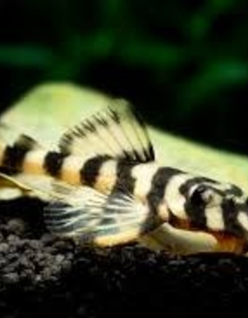 Butterfly Pleco (L52) - Freshwater