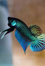 Mahachai Betta - Freshwater