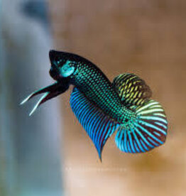 Mahachai Betta - Freshwater