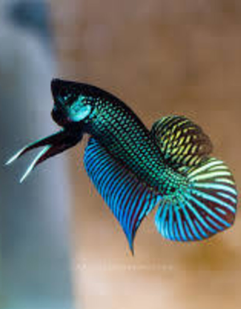 Mahachai Betta - Freshwater