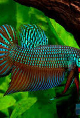 Smaragdina Betta - Freshwater