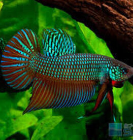 Smaragdina Betta - Freshwater