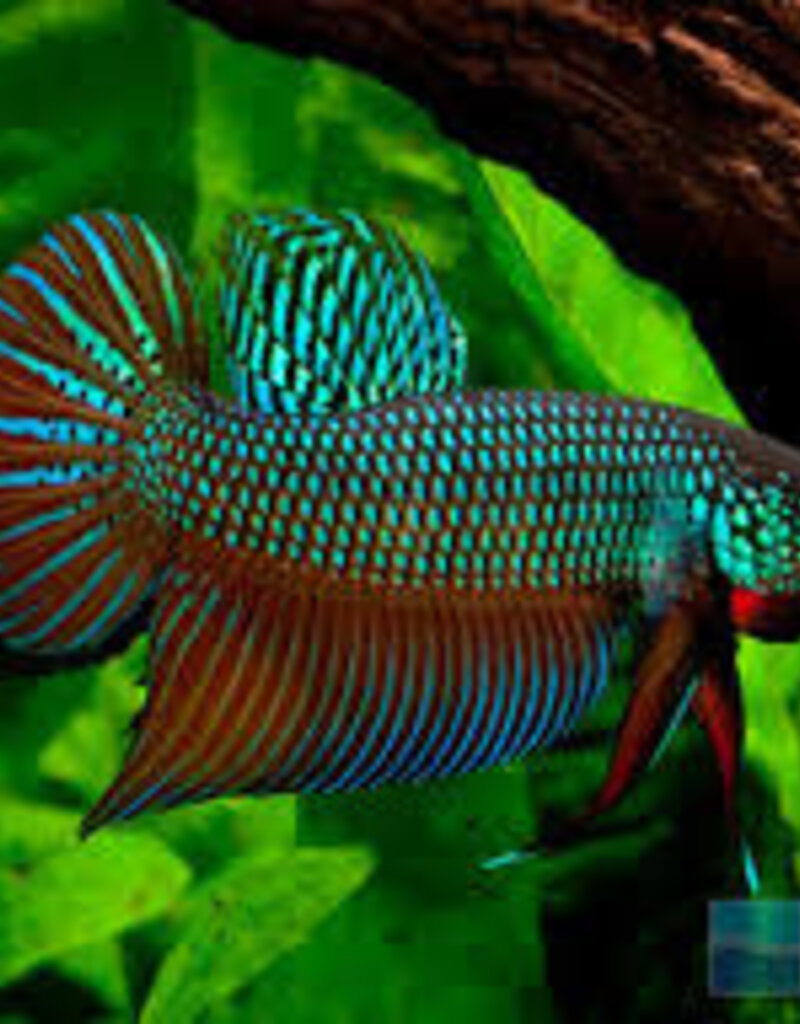 Smaragdina Betta - Freshwater