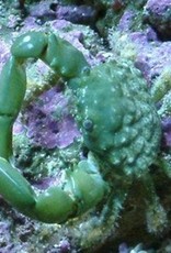 Green Emerald Crab - Saltwater