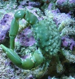 Green Emerald Crab - Saltwater