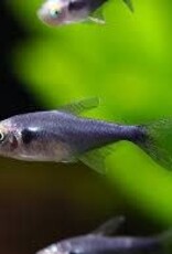 Black Diamond Neon Tetra - Freshwater