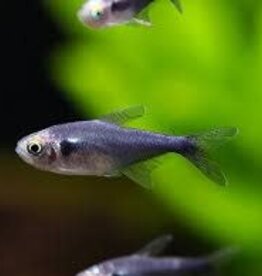 Black Diamond Neon Tetra - Freshwater