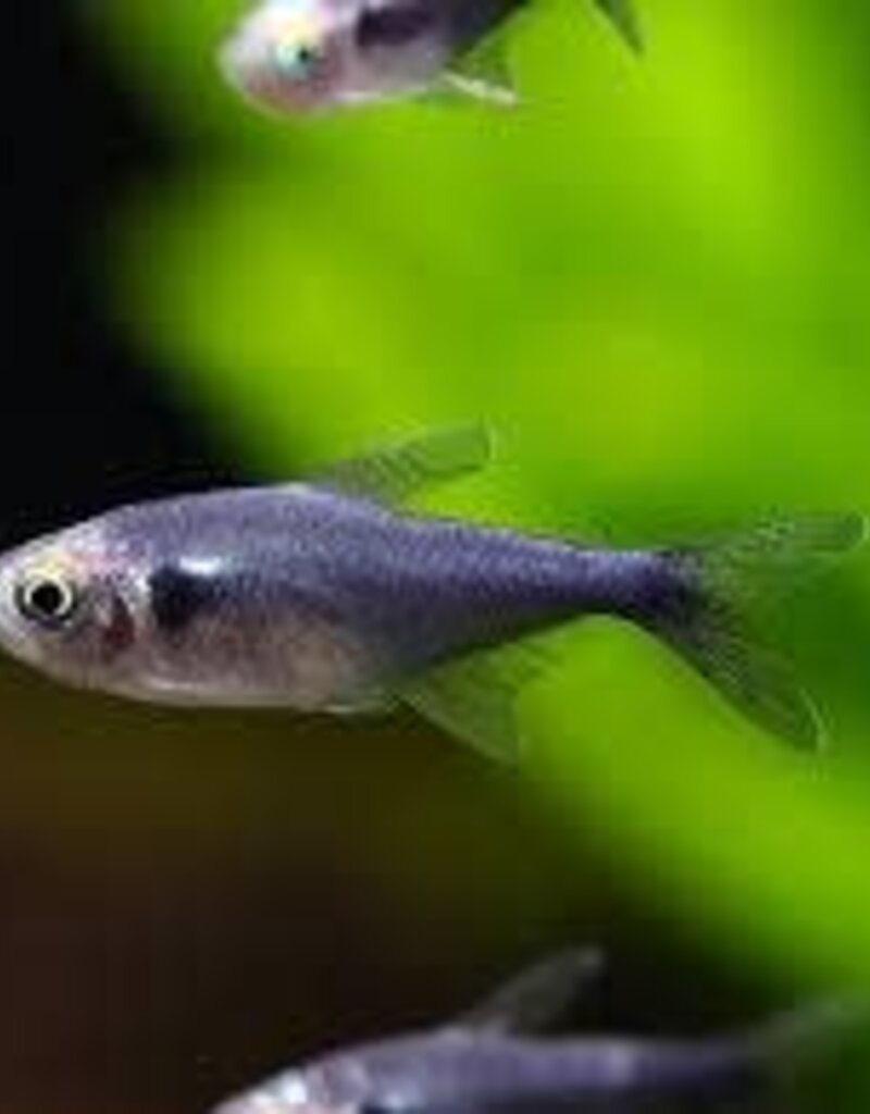 Black Diamond Neon Tetra - Freshwater
