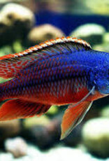 African Cichlid - Red Empress - Freshwater