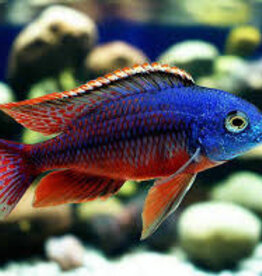 African Cichlid - Red Empress - Freshwater