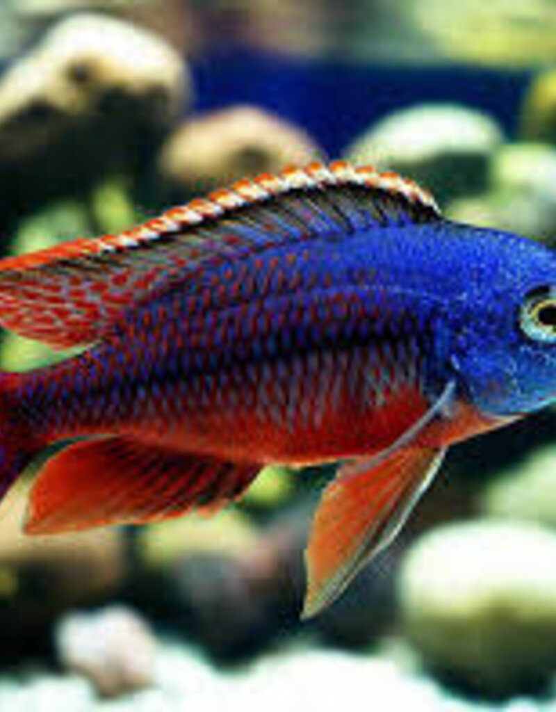 African Cichlid - Red Empress - Freshwater