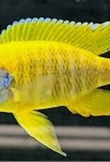 African Cichlid - Sunshine Peacock - Freshwater