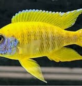 African Cichlid - Sunshine Peacock - Freshwater