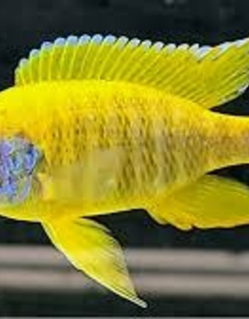 African Cichlid - Sunshine Peacock - Freshwater