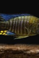 African Cichlid - Chitande Peacock - Freshwater