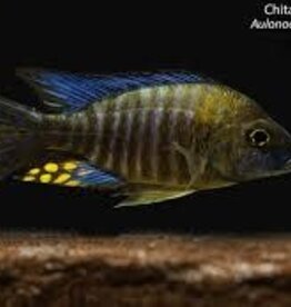 African Cichlid - Chitande Peacock - Freshwater