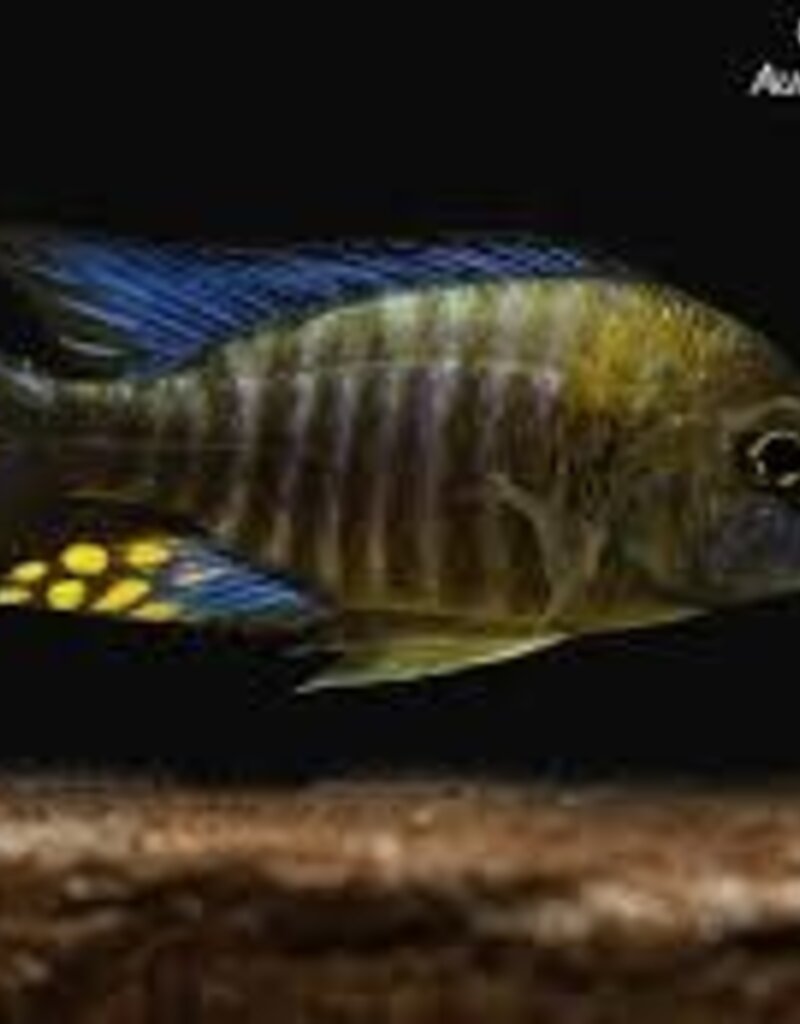 African Cichlid - Chitande Peacock - Freshwater