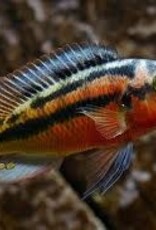 African Cichlid - Rock Kribs - Freshwater