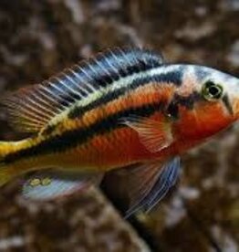 African Cichlid - Rock Kribs - Freshwater