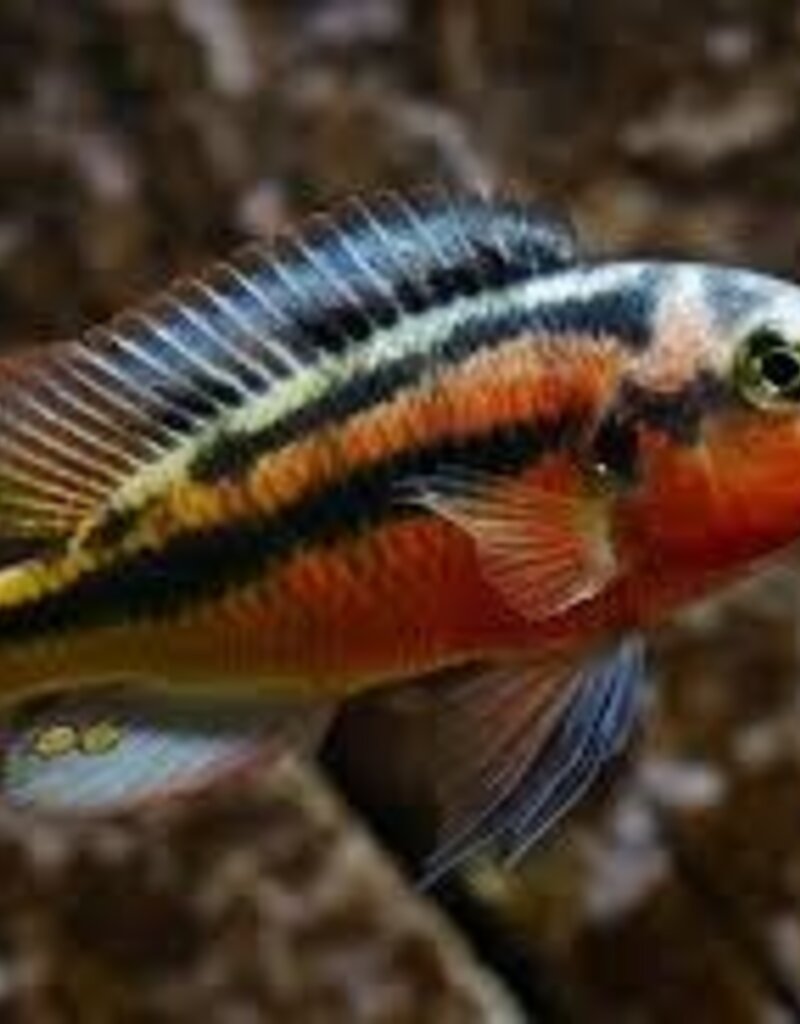 African Cichlid - Rock Kribs - Freshwater