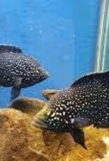 Paratilapia Bleekeri "Maralambo" Cichlid - Freshwater