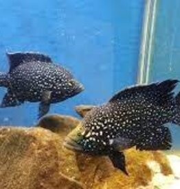 Paratilapia Bleekeri "Maralambo" Cichlid - Freshwater