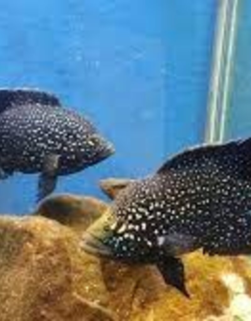 Paratilapia Bleekeri "Maralambo" Cichlid - Freshwater