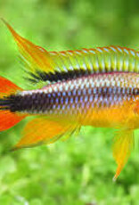 Apistogramma Agassizi Dwarf Cichlid - Freshwater