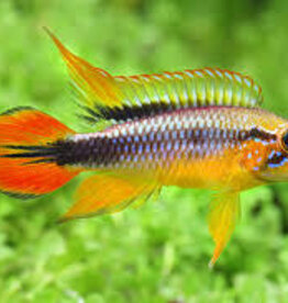 Apistogramma Agassizi Dwarf Cichlid - Freshwater
