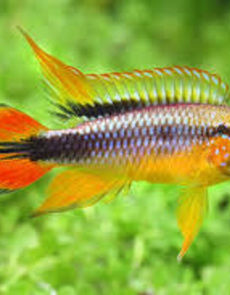 Apistogramma Agassizi Dwarf Cichlid - Freshwater