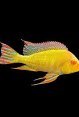 Albino Red Head Tapajos Geophagus Cichlid - Freshwater
