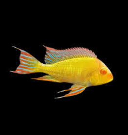 Albino Red Head Tapajos Geophagus Cichlid - Freshwater