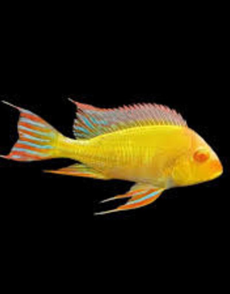 Albino Red Head Tapajos Geophagus Cichlid - Freshwater