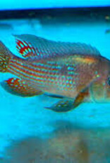 Gymnogeophagus Terrapurpura - Terrapurpura Eartheater - Freshwater