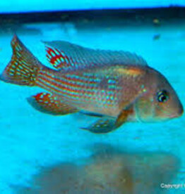 Gymnogeophagus Terrapurpura - Terrapurpura Eartheater - Freshwater
