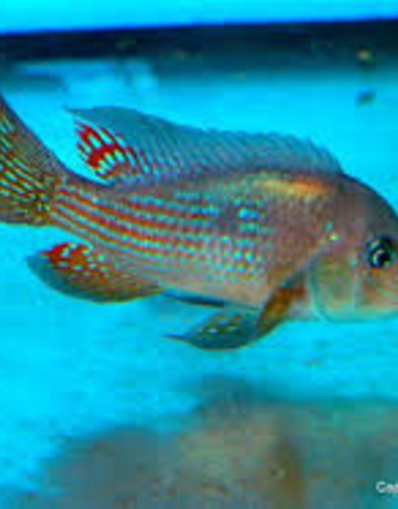 Gymnogeophagus Terrapurpura - Terrapurpura Eartheater - Freshwater