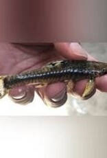 Giant Otocinclus Catfish - Freshwater