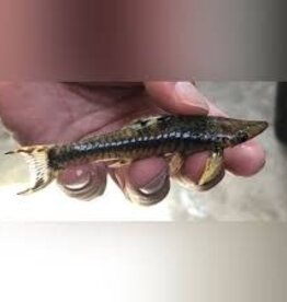 Giant Otocinclus Catfish - Freshwater