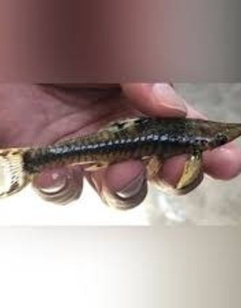 Giant Otocinclus Catfish - Freshwater