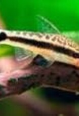 Pebas Otocinclus Catfish - Freshwater