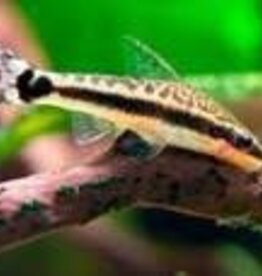 Pebas Otocinclus Catfish - Freshwater