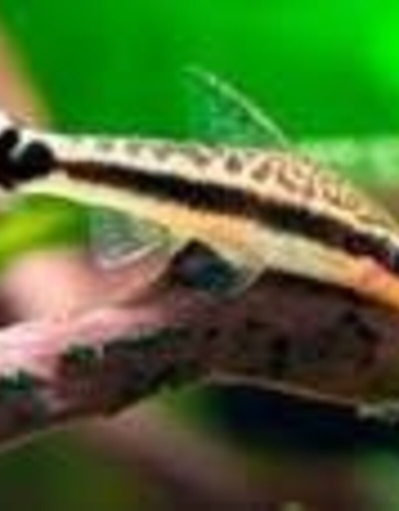 Pebas Otocinclus Catfish - Freshwater