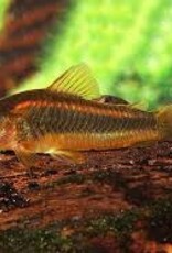 Red Laser Corydoras Catfish - Freshwater